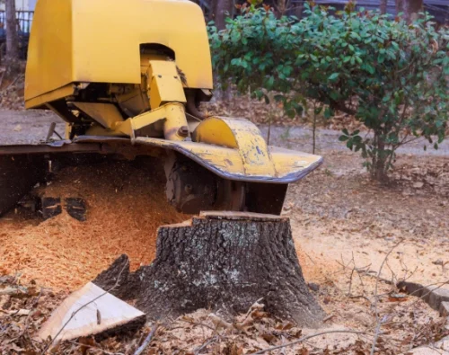 Tree Services & Stump Grinding